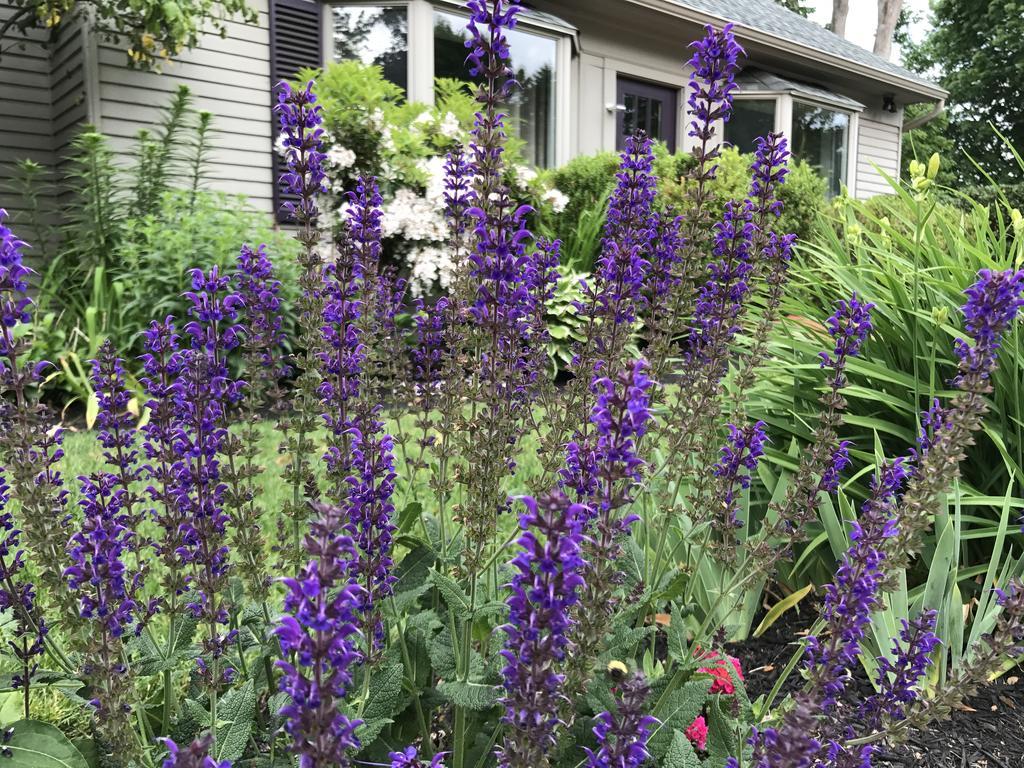 Dragonfly Guest House Ogunquit Extérieur photo